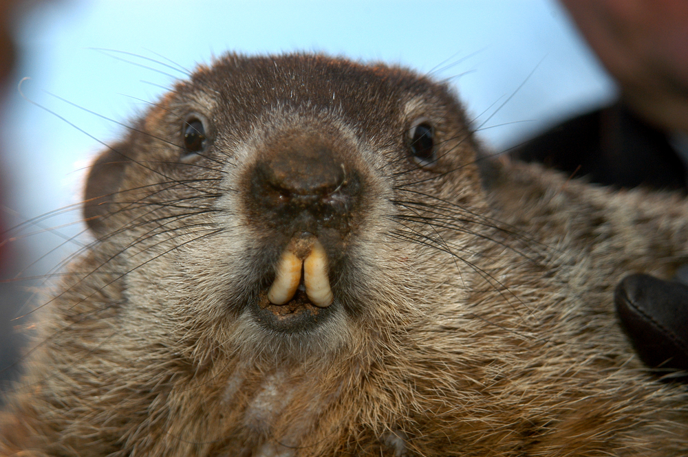9 Things We Bet You Didn’t Know About Groundhog Day