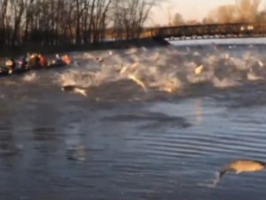 Rowers Get Attacked by a Flying Animal and You’ll Never Believe What It Is